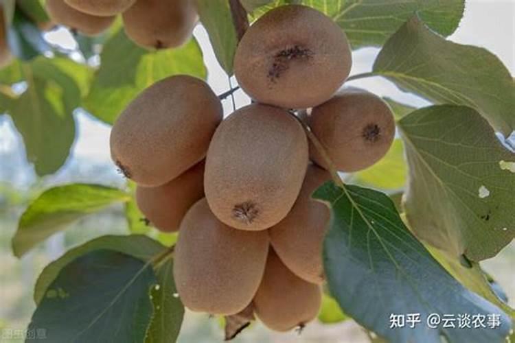 猕猴桃树生长慢,不太抽新梢(春季),冬季怎么用肥管理,修剪