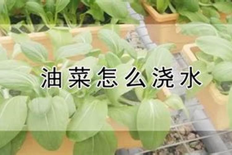 油菜花和小油菜的区别是什么？