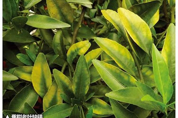 化学肥料知识,关于钾肥、磷肥、氮肥