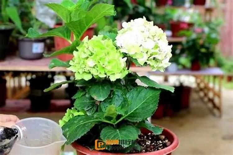 绣球花打花苞后,应该怎样正确施肥？