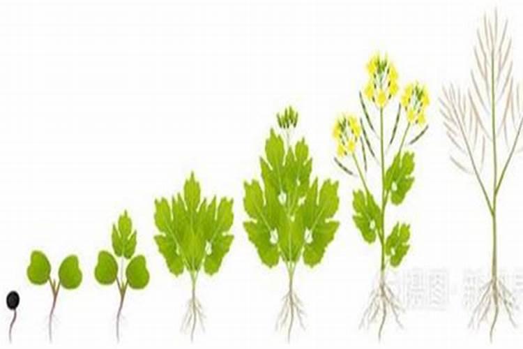 草木灰补充什么肥料