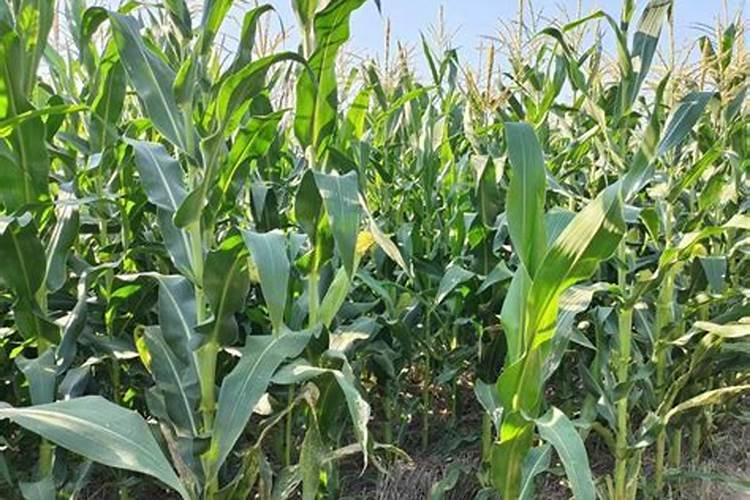 玉米肥害症状