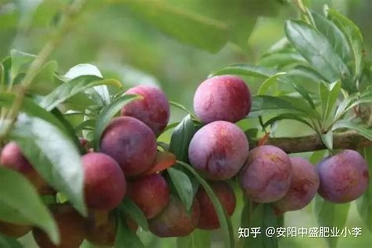 我家玉树没根怎样才能让它长根