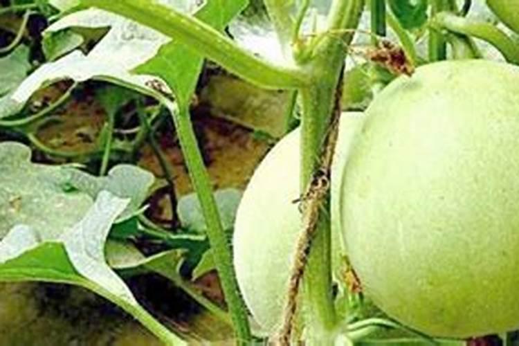 大棚甜瓜水肥管理技术(夏季甜瓜高产栽培与施肥方法)