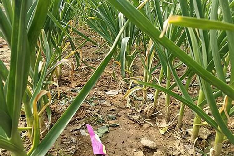 诺谱丰水溶肥中氮肥是什么氮