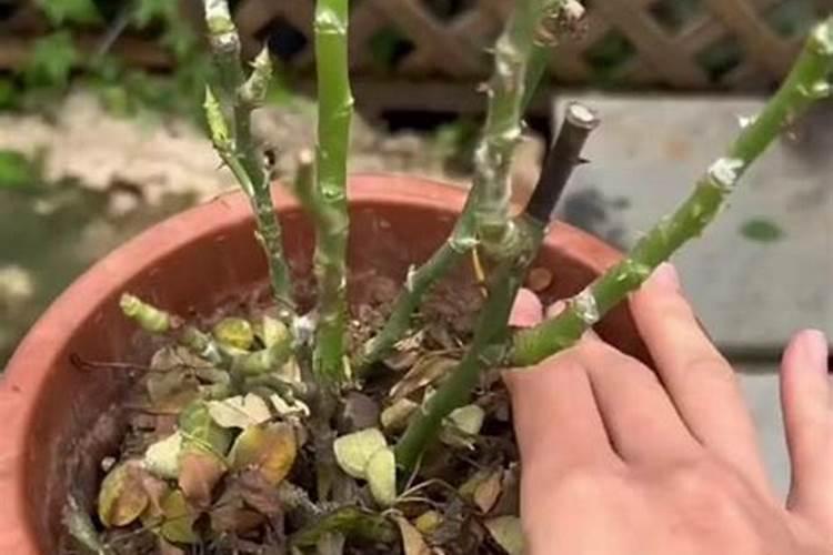 月季花施什么肥料好