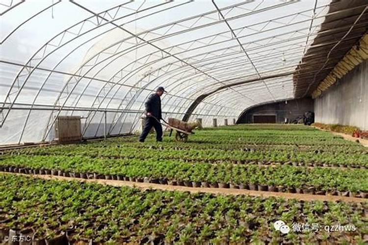 大棚阴天下雨可以打叶面肥吗？