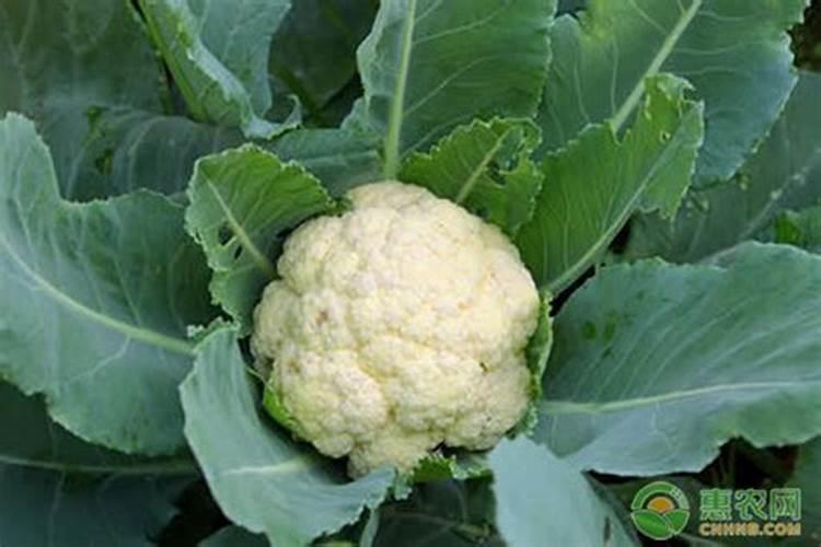 硼肥对改善花椰菜品质的重要作用及施用方法有哪些？