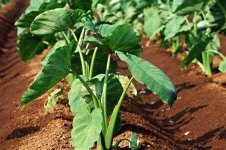 香芋的反季节栽培技术？