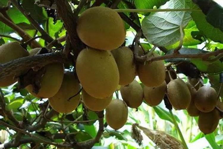 猕猴桃二月可以施肥吗