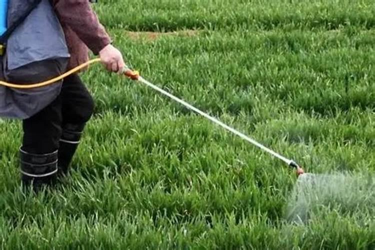 西瓜授粉用什么药