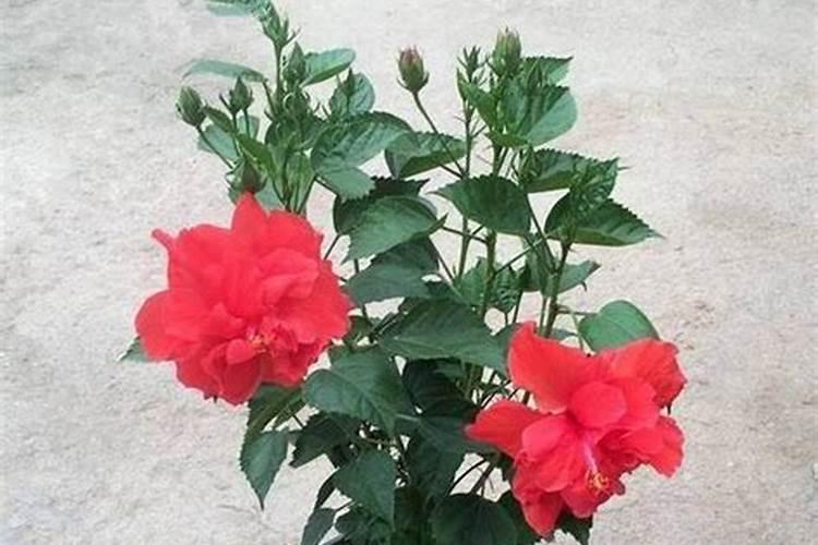 扶桑叶子蔫了怎么挽救 扶桑叶子蔫了的方法