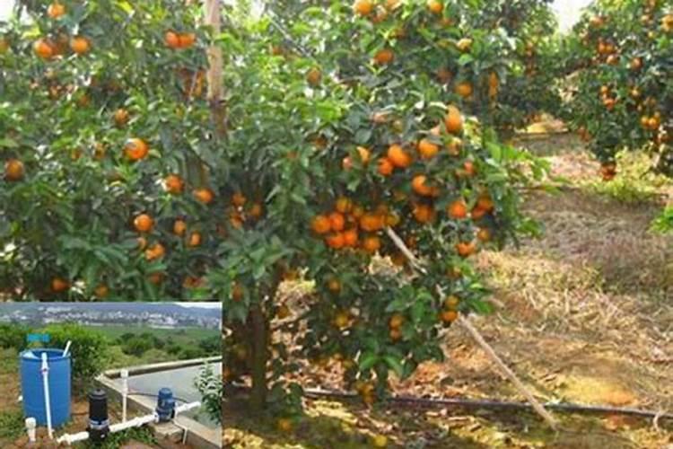 橘子树种植和施肥技巧