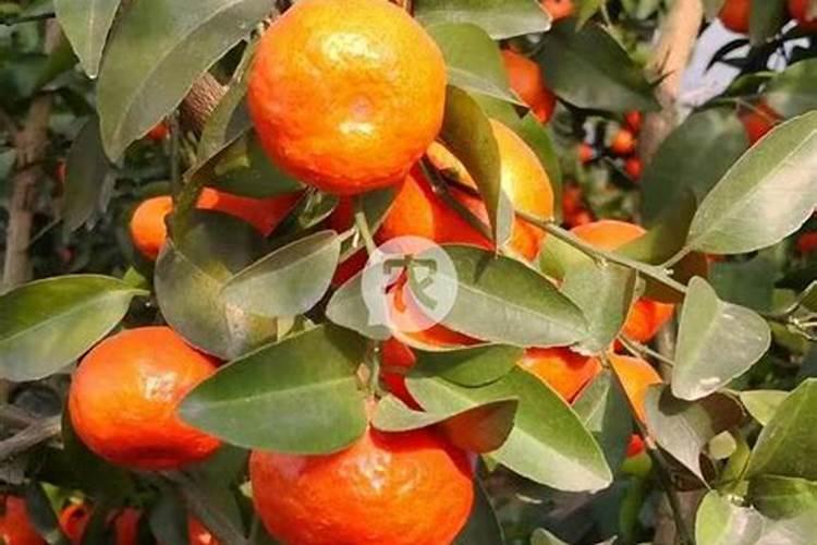 沃柑三月份花期可以喷代森锰锌吗？