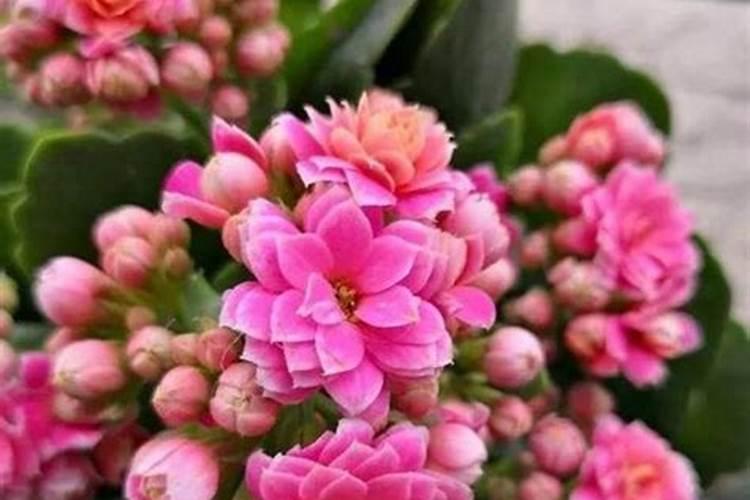 长寿花有花苞了能施肥吗