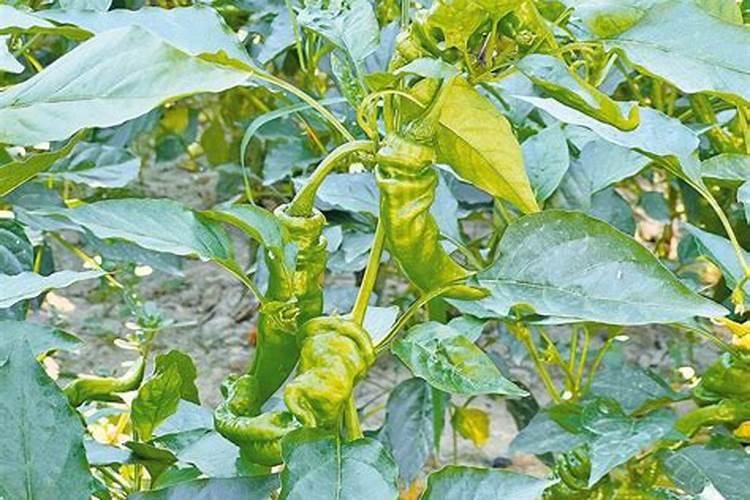 辣椒初花期需要什么肥