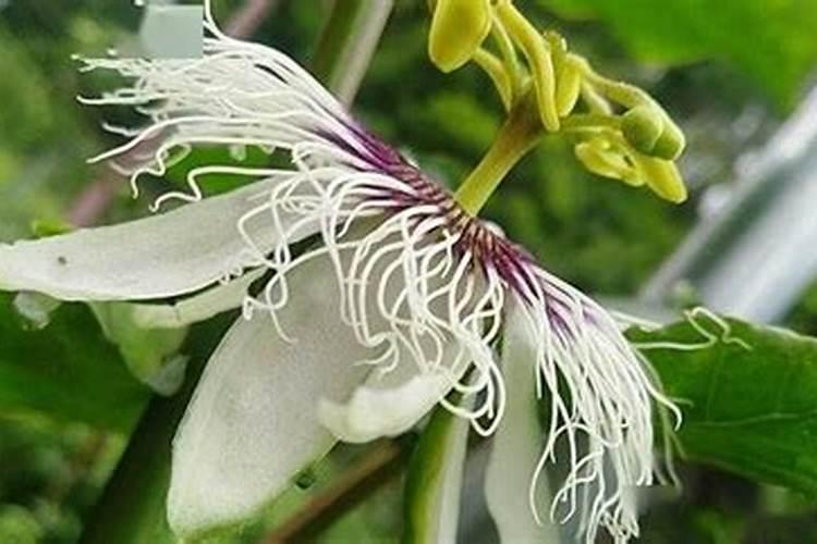 月季花施肥施什么肥料