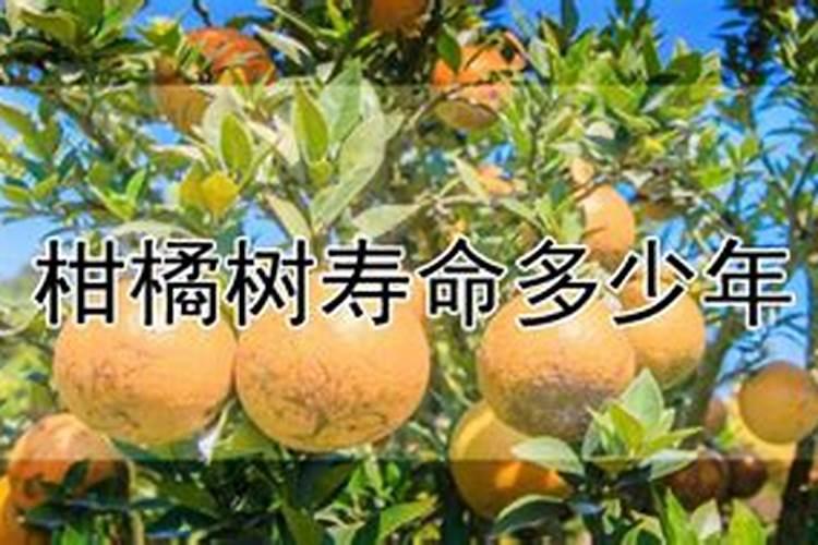 橘子树种植和施肥技巧