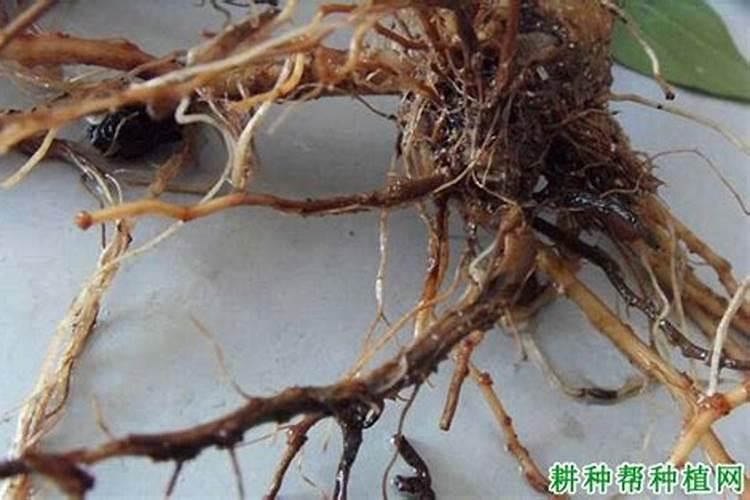 矿源黄腐酸钾用于蔬菜,矿源黄腐酸钾有机肥价格,矿源黄腐酸钾作用强根...