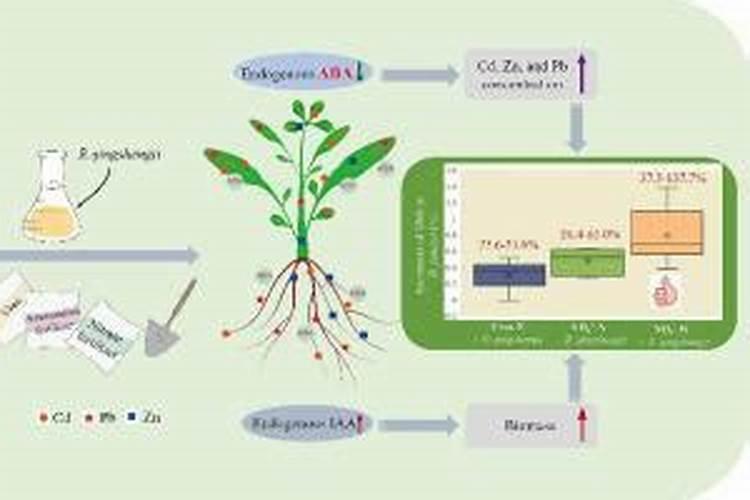 黑金氮为何不建议用