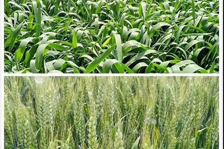 小麦用什么肥料好