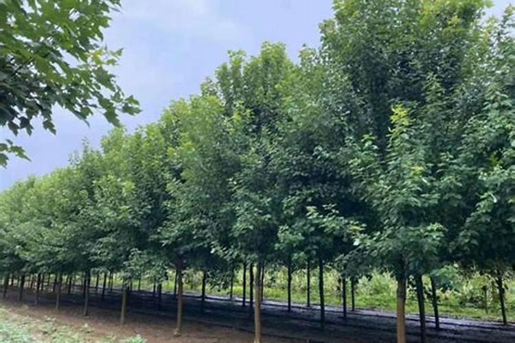 花生饼怎么做肥料养花