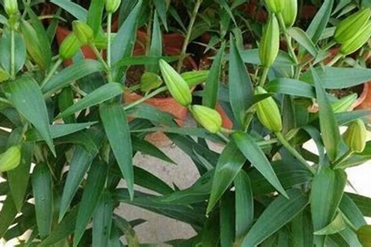 百合花怎么养护