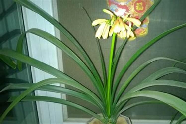 紫根兰能给君子兰点粉吗