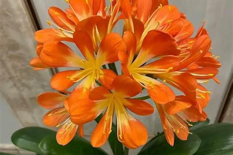 紫根兰的粉能给君子兰用吗