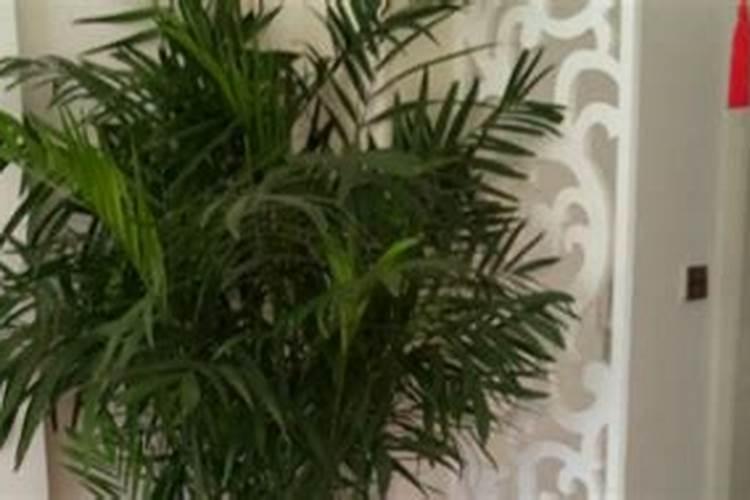 夏威夷叶子施什么肥(夏威夷叶子干了怎么办)