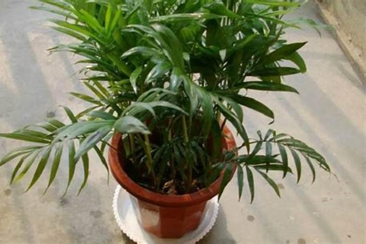 夏威夷椰子的养殖方法和注意事项