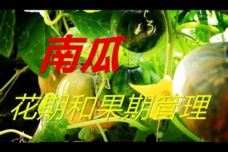 南瓜开花结果期施什么肥