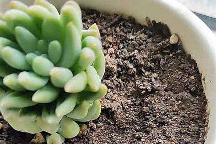 木头烧成的灰能洒在土里种菜吗