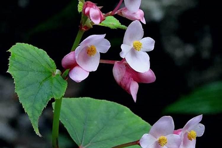 秋海棠为什么老长叶子不开花呢