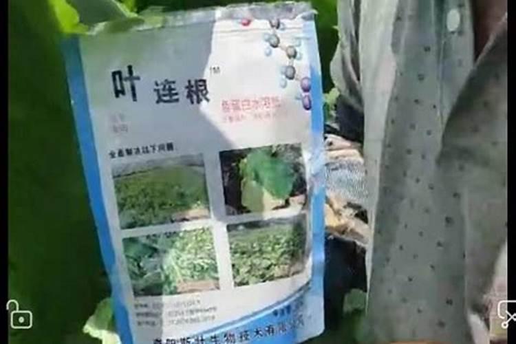 花生饼直接施肥的正确方法