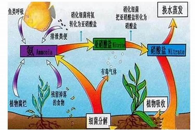 客人投诉鱼太腥怎么处理