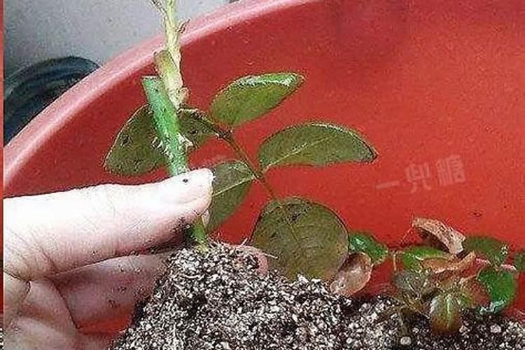 茉莉花的施肥时间和方法