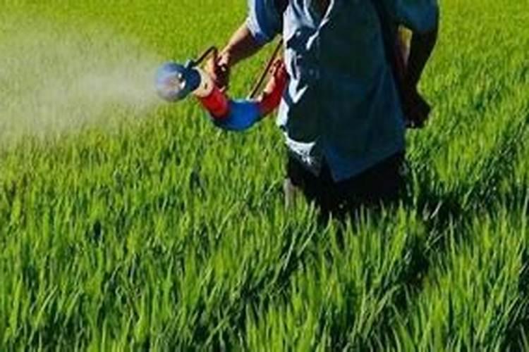 向日葵用什么肥料好