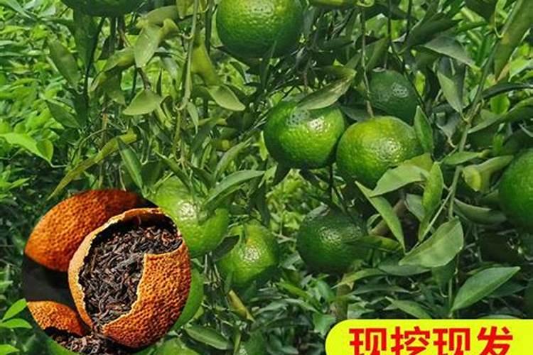 刚移栽的小番茄苗能浇鱼蛋白吗