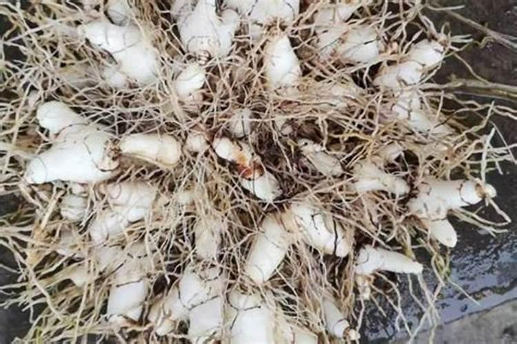 白芨的种植方法,多少钱一斤