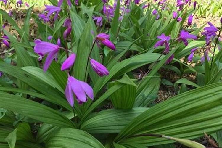 白芨多久浇一次水,施肥？