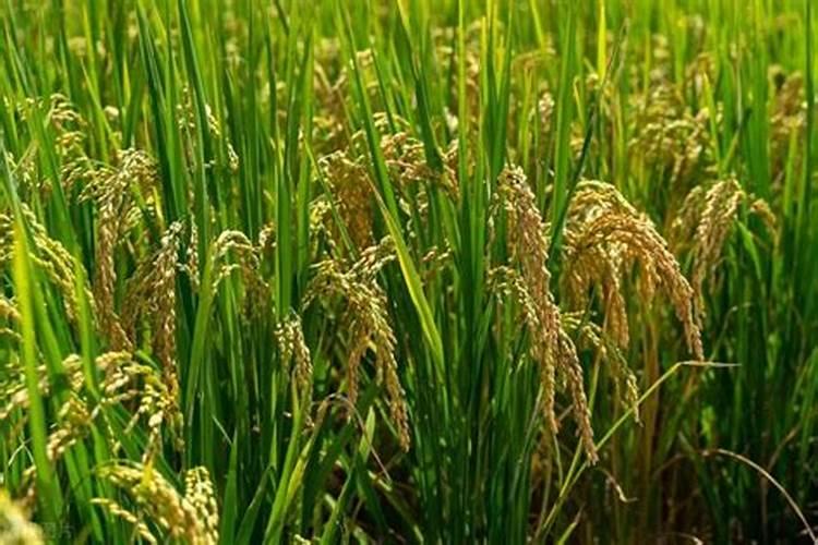 氮肥的概念是什么意思？