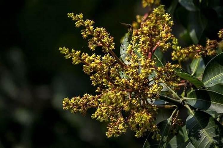 芒果开花之前应喷施什么叶面肥,和药
