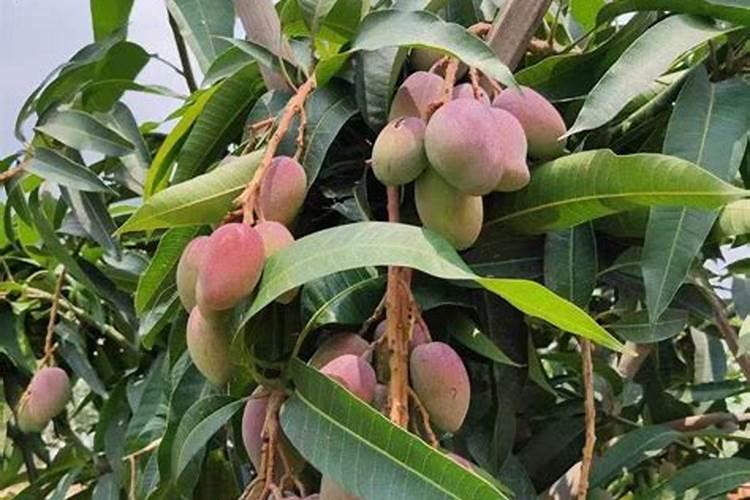 用普通复合肥混水喷施叶面能不能达到叶面追肥的效果？