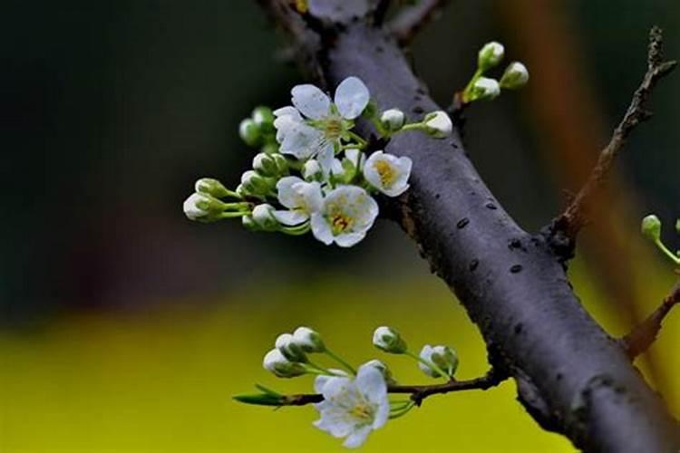 李子开花打什么药好