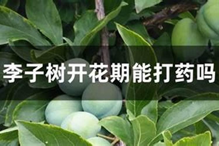 李子初花期喷芸苔素好还是落花期喷芸苔素好？原因是什么？