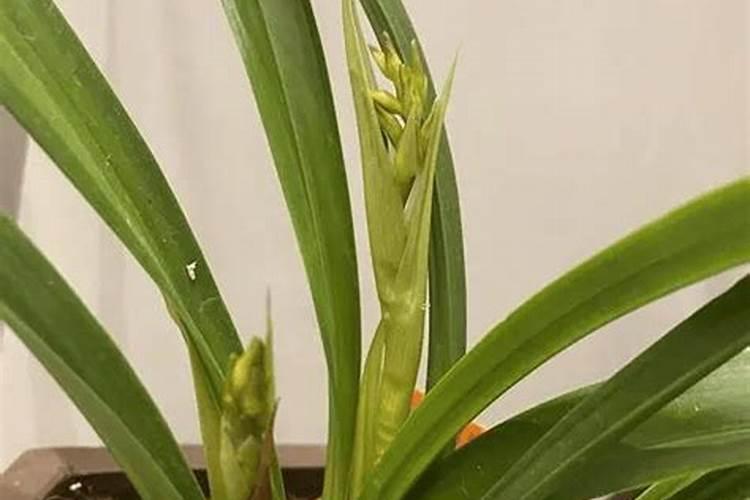 盆栽荷花怎么施肥施什么肥