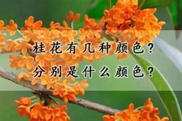 油菜籽几天出苖