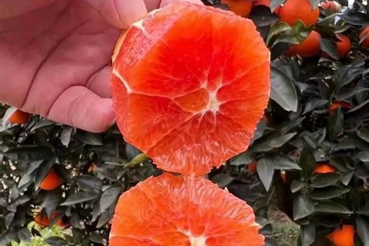 请教:变色木如何养殖？谢谢。变色木买来一年多了,刚买时枝繁叶茂,百度...