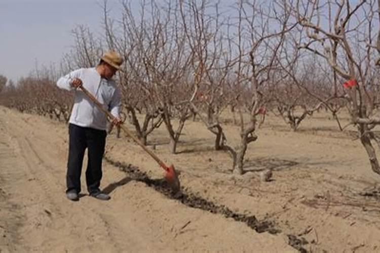 防落素用在樱桃什么时候喷怎么喷